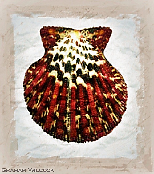 Shell I
